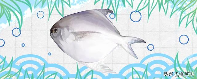 平鱼是海鱼，身体银白，可以食用
