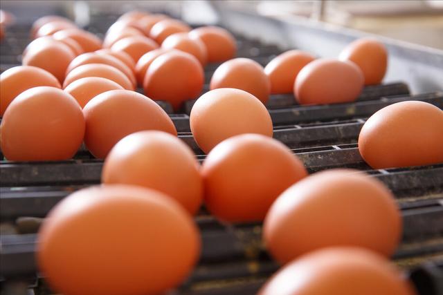 柴鸡蛋价格是多少钱一斤？柴鸡蛋和普通鸡蛋的区别？