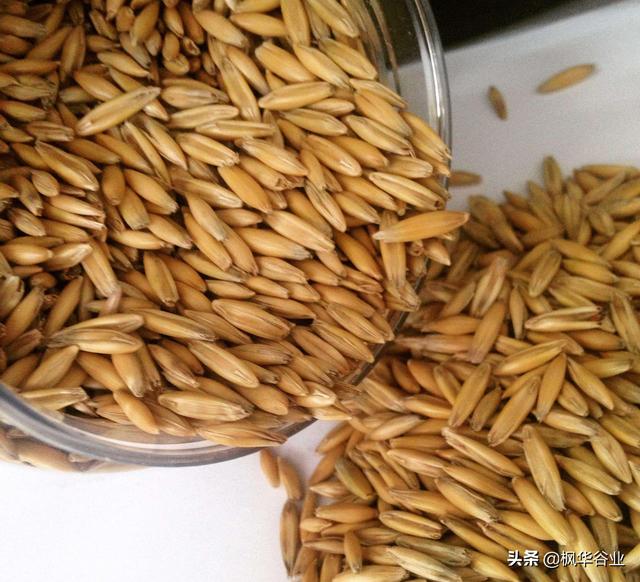 燕麦米正确食用方法(燕麦米的功效与作用及食用方法)