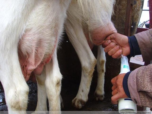 想让羊奶更好喝，要先学习挤羊奶的10个方法！