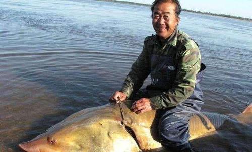 中国最大的淡水鱼你一定猜错了--鳇(huáng)鱼