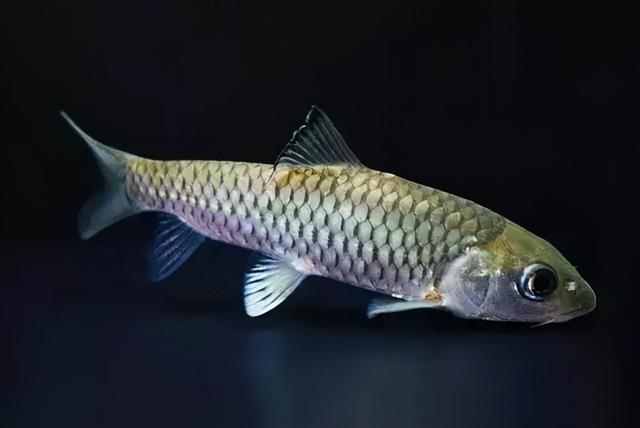国内十大最贵的淡水鱼，堪比水中黄金，一度卖出天价