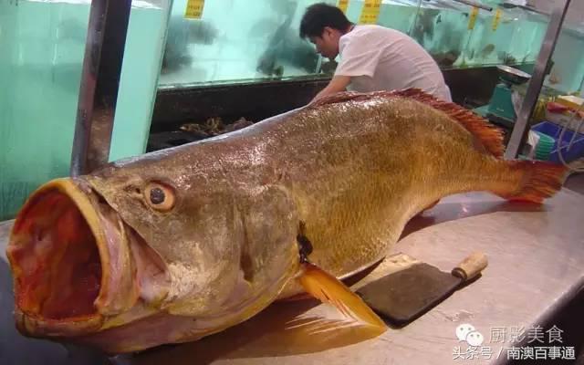 世界最贵食用鱼，南澳人熟识的金钱鮸排第几？