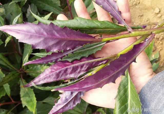 特菜极品紫背天葵，不施肥不喷药照样长得好，春天赶紧种几棵