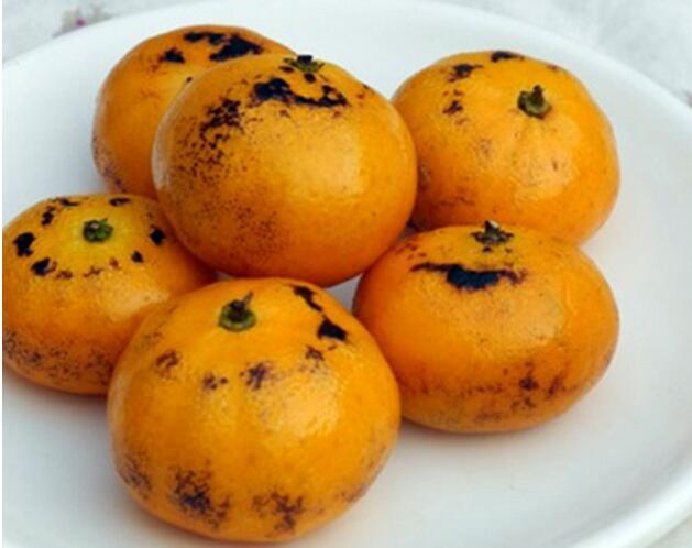 四海八荒超好用的止咳妙招——烤橘子！