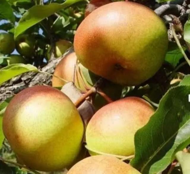 全国各地苹果梨都发源于此，中国苹果梨之乡——吉林延边