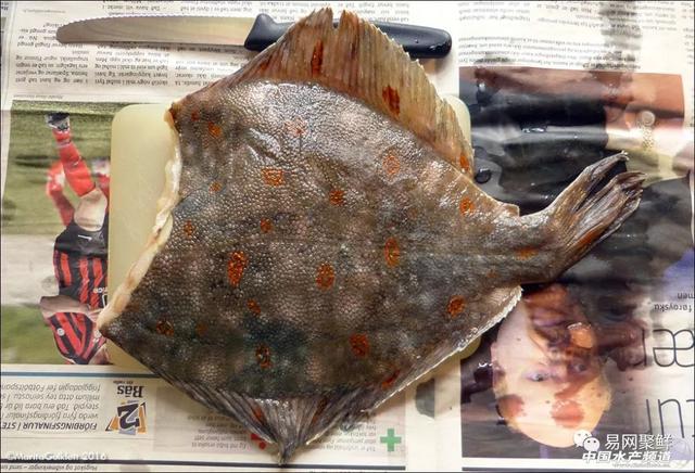 鲽鱼味道鲜美，种类也很多，这些市场上常见的鲽鱼你都认识吗？