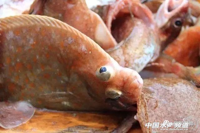 鲽鱼味道鲜美，种类也很多，这些市场上常见的鲽鱼你都认识吗？