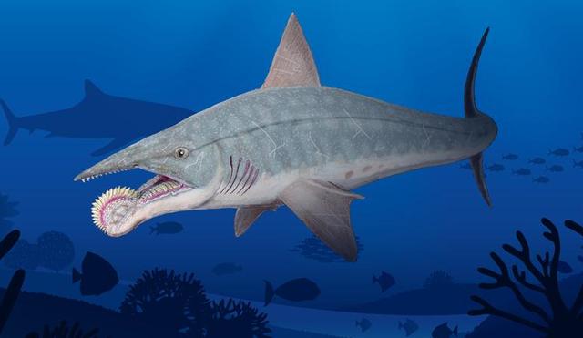 鲨鱼进化之悲歌：被其他霸主欺负亿万年的感觉，你们人类不会懂的