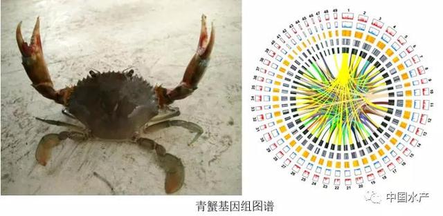 中国水产科学研究院东海所成功破译拟穴青蟹染色体图谱