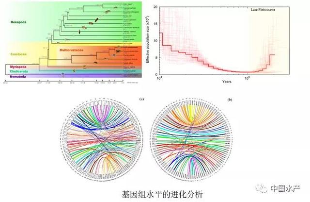 中国水产科学研究院东海所成功破译拟穴青蟹染色体图谱
