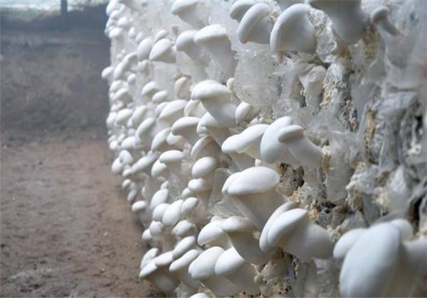 美味的白灵菇，人工栽培高产白灵菇，以及市场开发前景如何了？