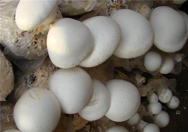 美味的白灵菇，人工栽培高产白灵菇，以及市场开发前景如何了？