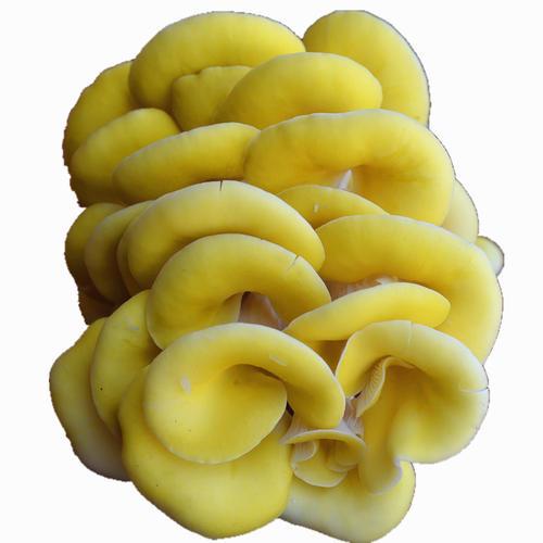 伏牛山养生菌类-黄金菇