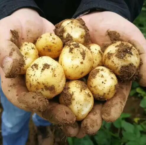 这种土豆被称为“黑金刚”，可不是简单的土豆！口感粉糯香甜