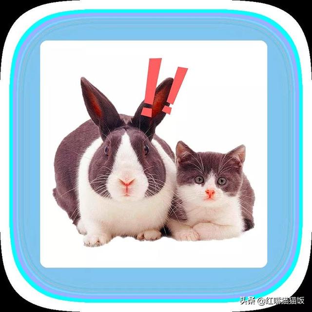 猫饭研究所｜兔兔这么可爱，猫咪能吃吗？