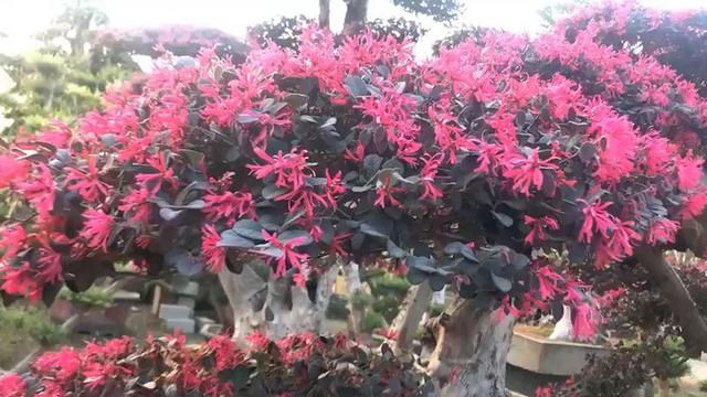 路边常见的红檵木，开花像是锦带，红艳艳特喜庆