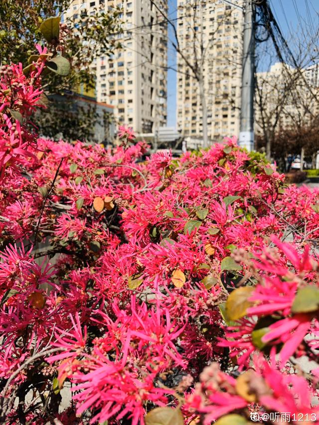 路边常见的红檵木，开花像是锦带，红艳艳特喜庆