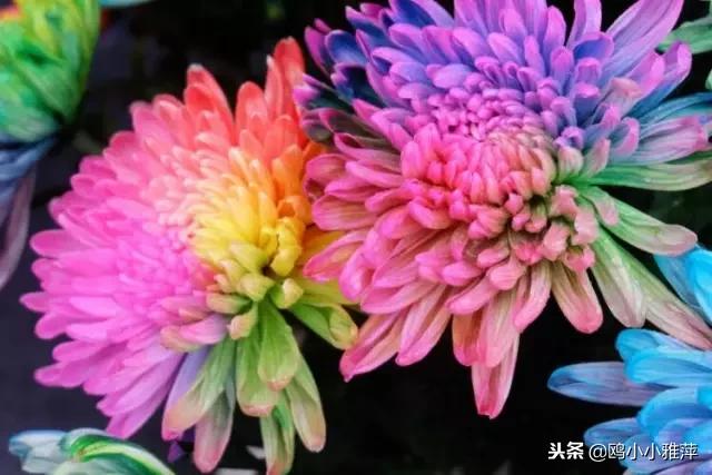 七彩菊，美艳不可方物