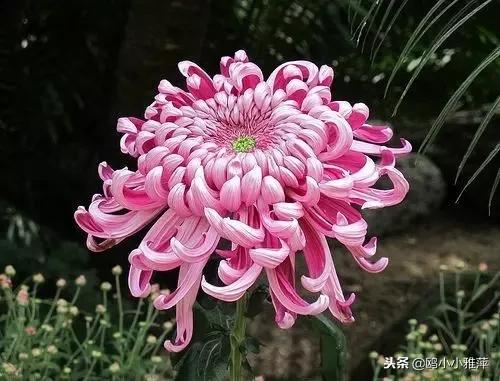七彩菊，美艳不可方物