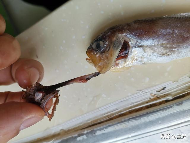 五元一斤的小黄鱼，十分钟做成一道菜值百元，会清蒸还要会吃才行