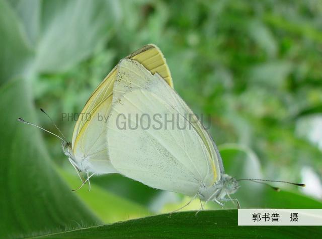 这种轻飘漫舞的小白蝶原来是蔬菜的一种大害虫一菜青虫