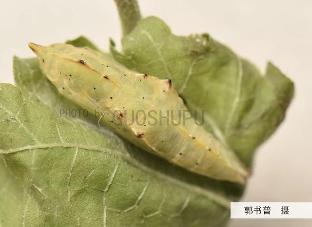 这种轻飘漫舞的小白蝶原来是蔬菜的一种大害虫一菜青虫