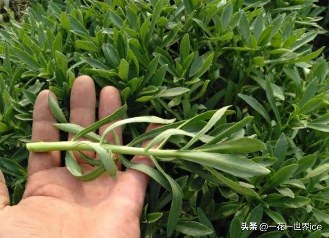 常被误认为杂草，如今已被大量种植，人称“土三七”，含钙量很高
