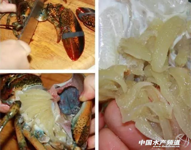 大龙虾买回家怎么处理怎么烹饪？
