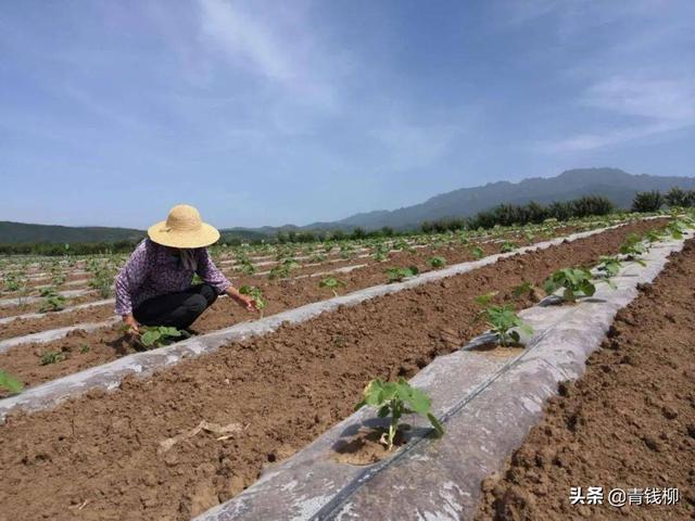贝贝南瓜在黔东南州的引种表现及栽培技术