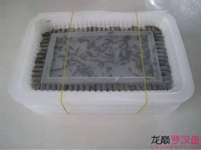 河虾的处理方法不只有一种