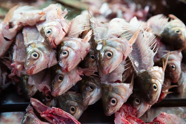 顺德美味之旅②：鱼的两百种吃法