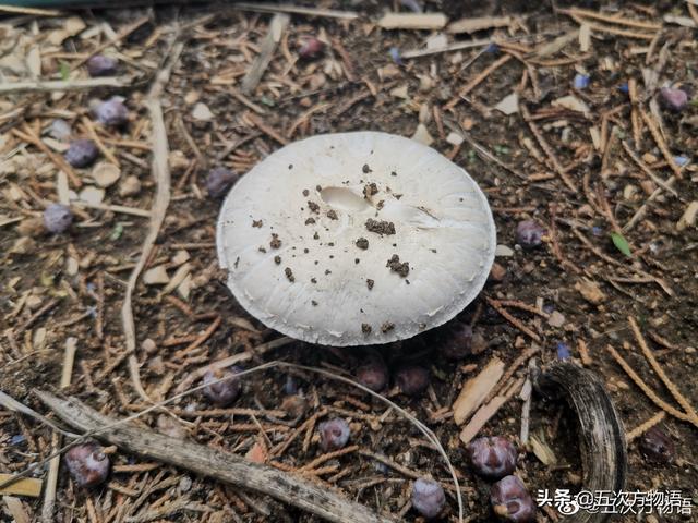 青岛崂山常见可食用野生菌菇