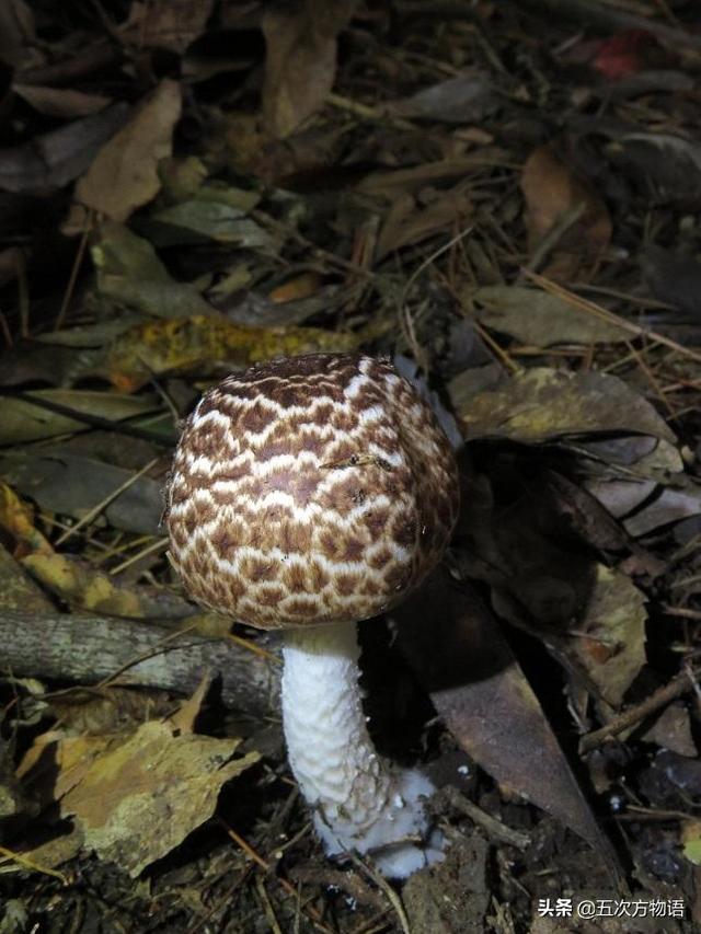 青岛崂山常见可食用野生菌菇