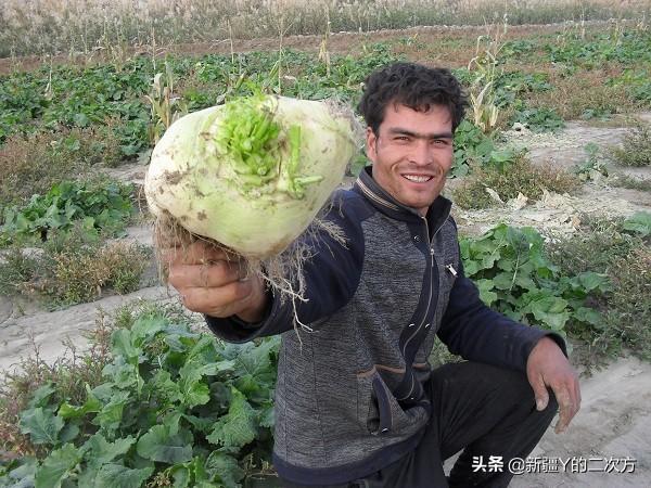 新疆有种被称作长寿圣果的植物，去市场买它，却会把它和萝卜搞混