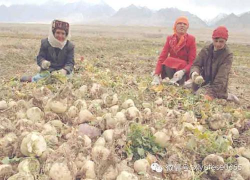新疆人的恰玛古，保肺壮身之佳品！