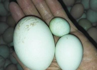 双黄蛋是怎么产生的？没有蛋黄的鸡蛋你见过吗？