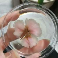 樱花果冻(吉利丁粉，盐渍樱花