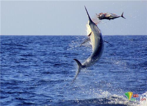 精彩瞬间！莫桑比克黑枪鱼跃起捕获金枪鱼