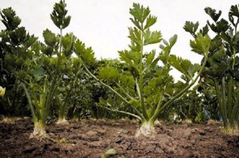 长得像芹菜，只有根部能吃，还可以做茶叶，产量高，可以种植吗？