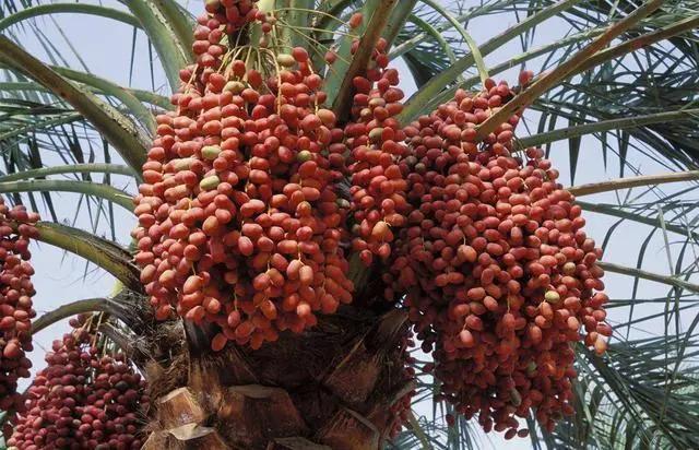 伊拉克椰枣被称为“绿色金子”,60年代曾经大量进口到中国