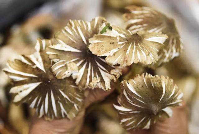 松茸、竹荪、牛肝菌、鸡枞菌、松露……中国哪种野生菌最好吃？