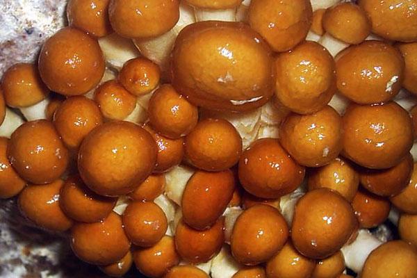 滑子菇的食用禁忌 滑子菇的做法