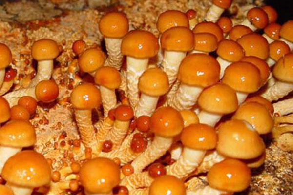滑子菇的食用禁忌 滑子菇的做法