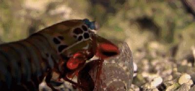 吃过广东濑尿虾，你就再也看不起小龙虾