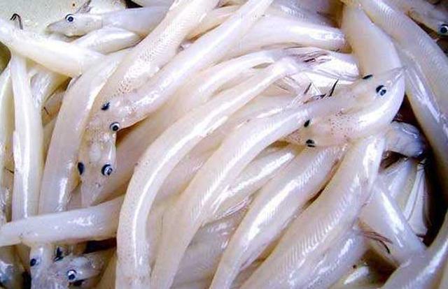 白肌银鱼多少钱一斤 白肌银鱼的食用方法
