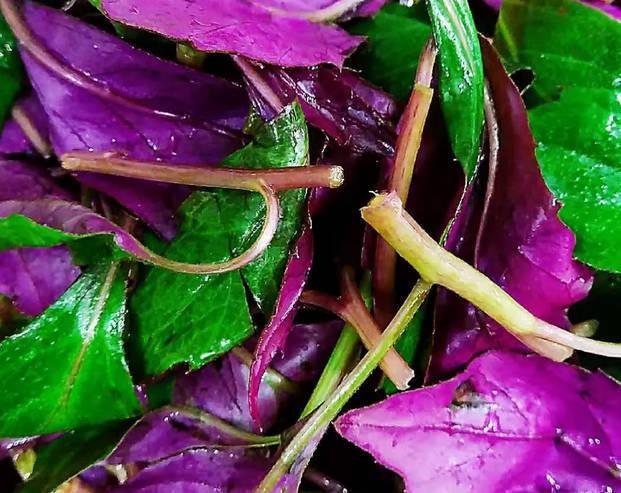 紫背天葵模样这么好看，原来还是种营养菜，摘了嫩芽炒炒真香