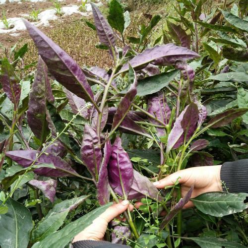 紫背天葵模样这么好看，原来还是种营养菜，摘了嫩芽炒炒真香