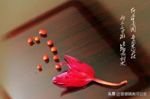古典诗词里的绝美意象｜红豆：红豆生南国，春来发几枝