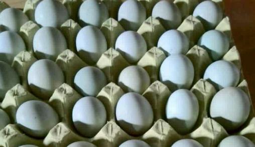 绿壳鸡蛋有什么营养？多少钱一斤？市场行情怎么样？